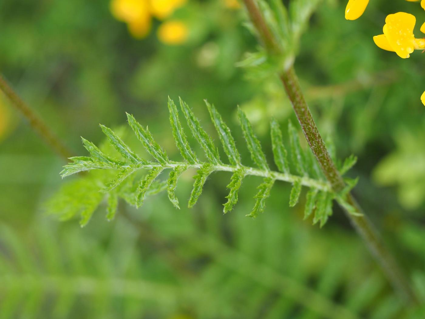 Feverfew, Scentless leaf